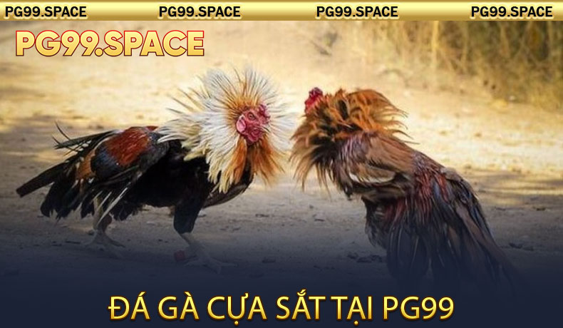 Đá gà cựa sắt